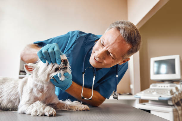 Best Pediatric Emergency Dentist in Camp Hill, PA